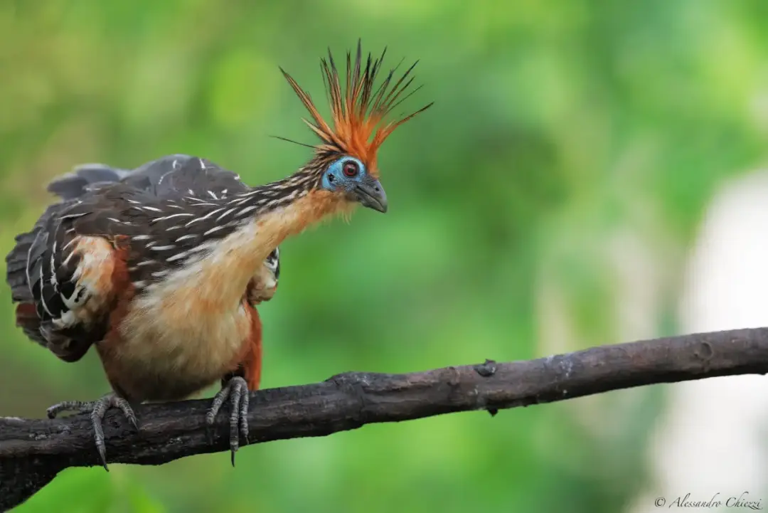 rare amazon animals Hoatzin