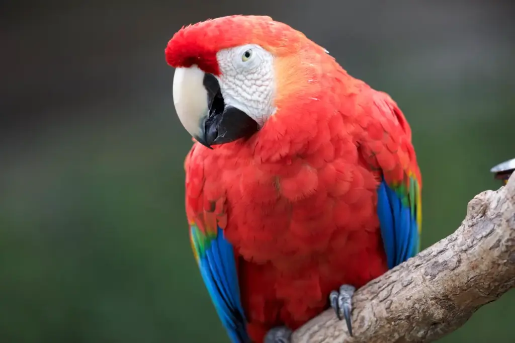 Discover the Rare Amazon Animals of Tambopata: Unique Wildlife Found Nowhere Else on Earth 21 rare amazon animals Scarlet Macaw