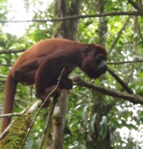 red howler monkey