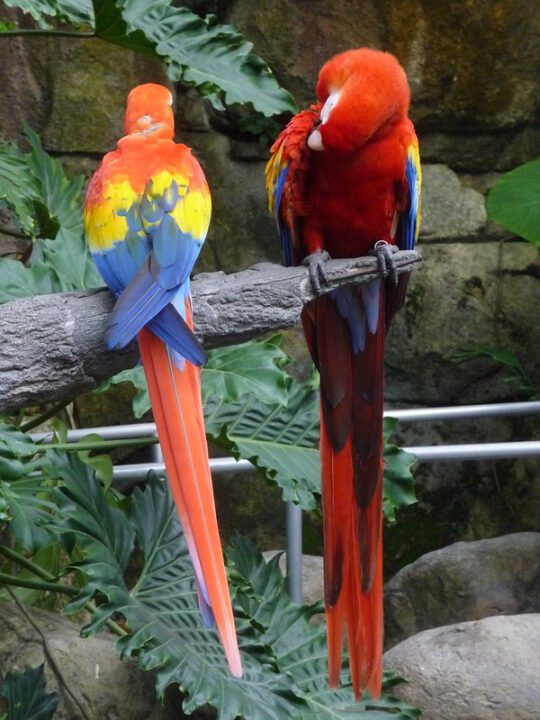Introducción al loro guacamayo 1 guacamayo rojo