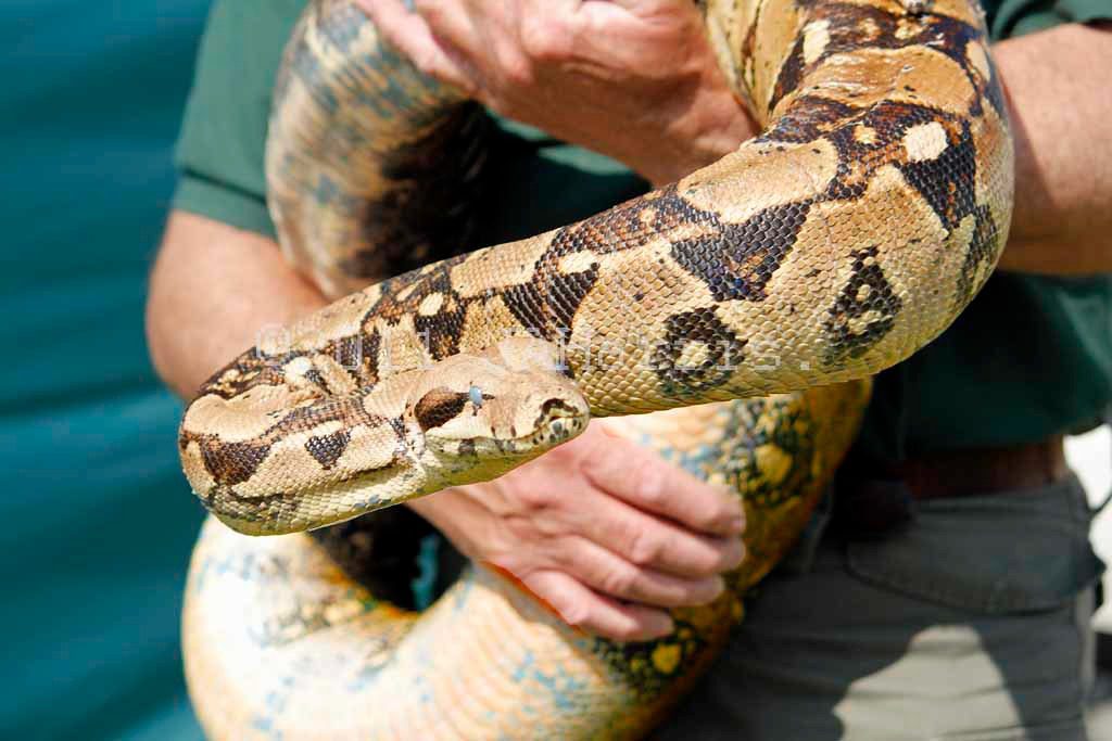 The Ultimate Guide to Boa Constrictors 4 red tailed boa