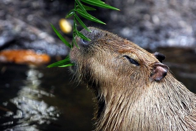 rodent capybara
