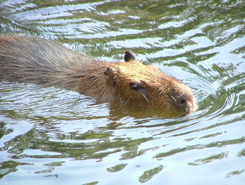 Capybara 1 rodent capybara