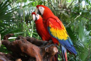 scarlet macaw