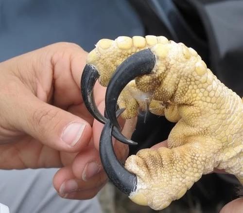 Águila Arpia: El Depredador Máximo de los Cielos de la Selva 2 size of harpy eagle