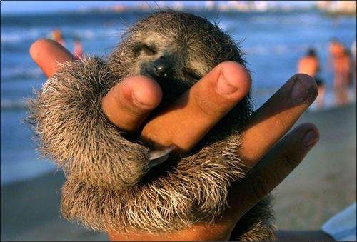 Sloths: Nature's Slow-Moving Marvels 1 sloths baby