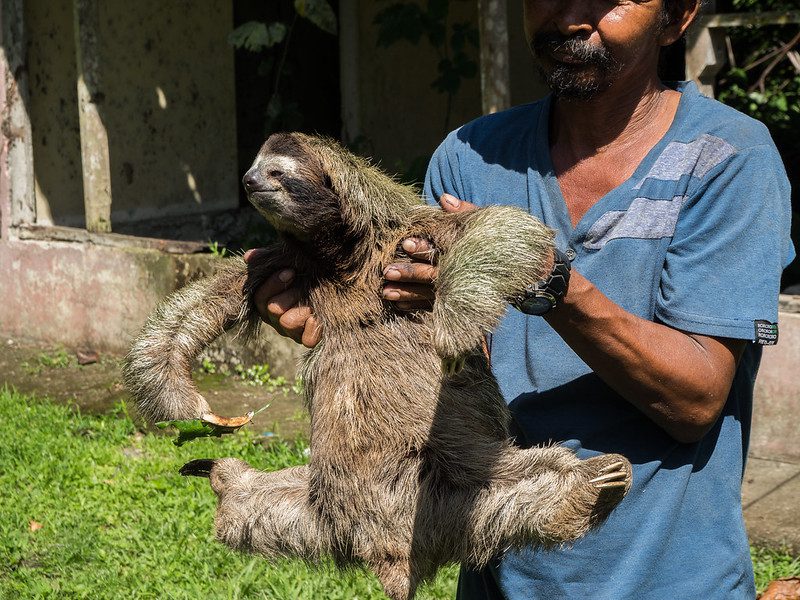 Sloths: Nature's Slow-Moving Marvels 2 sloths meaning