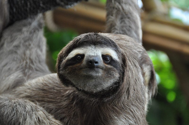 Sloths: Nature's Slow-Moving Marvels 3 sloths