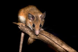 spiny mouse regeneration