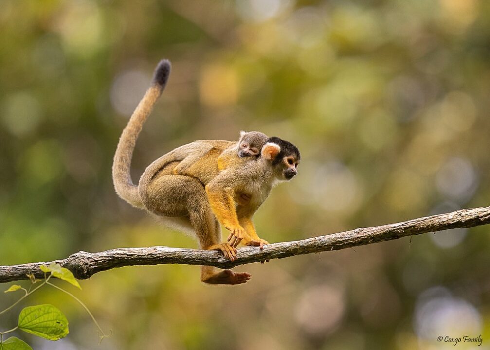 Ultimate Guide to the Squirrel Monkey: Facts, Diet, Habitat, and More 2 squirrel monkey Juvenal
