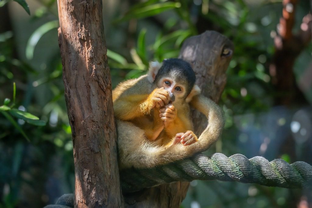 Ultimate Guide to the Squirrel Monkey: Facts, Diet, Habitat, and More 1 squirrel monkey animal Puerto Maldonado