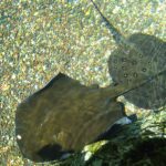 Animals 13 stingray stinger