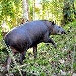 tapir animals