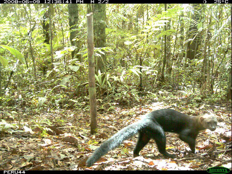Guía Definitiva sobre la Tayra (Eira barbara) 3 tayra animal