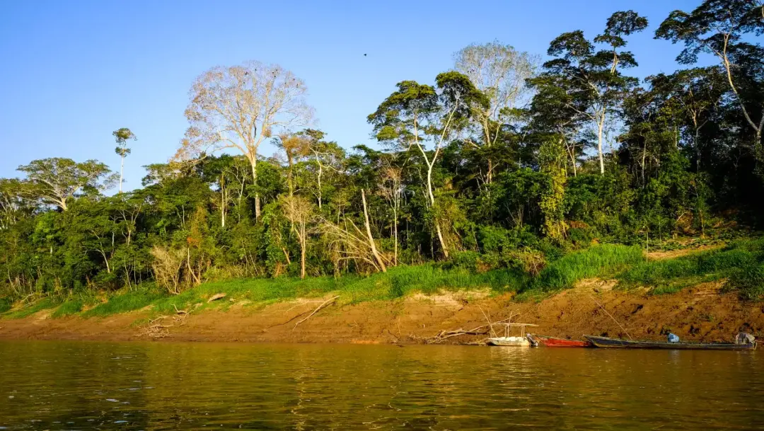 things to do in tambopata Tree with red leaves