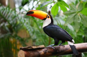 Everything You Need to Know About Toucans 1 toco toucan