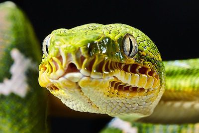 Emerald Tree Boa: A Mesmerizing Jewel of the Amazon Rainforest 2 tree boa snake