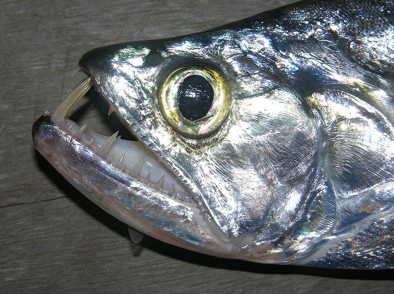 Payara (Pez Vampiro): El Depredador Acuático de la Naturaleza 2 pez vampiro payara