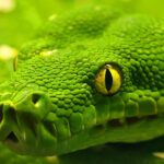 where does the green anaconda live