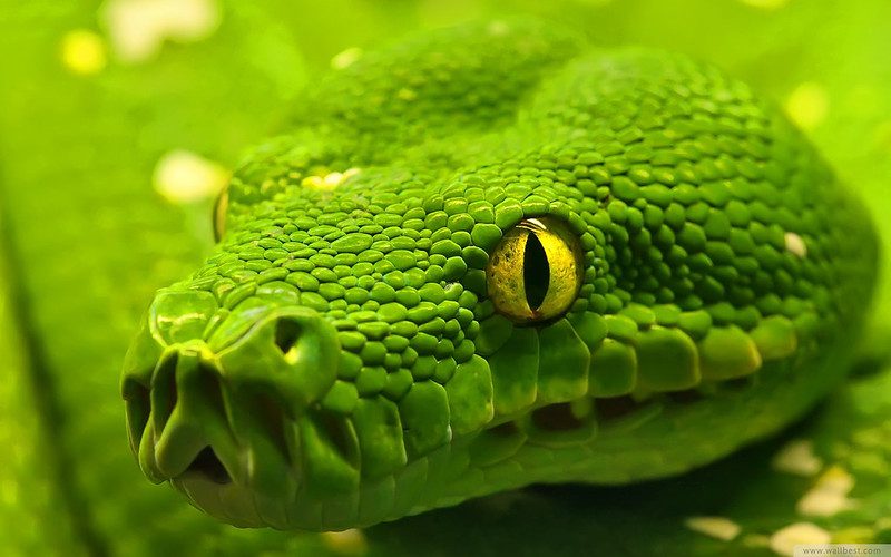 where does the green anaconda live