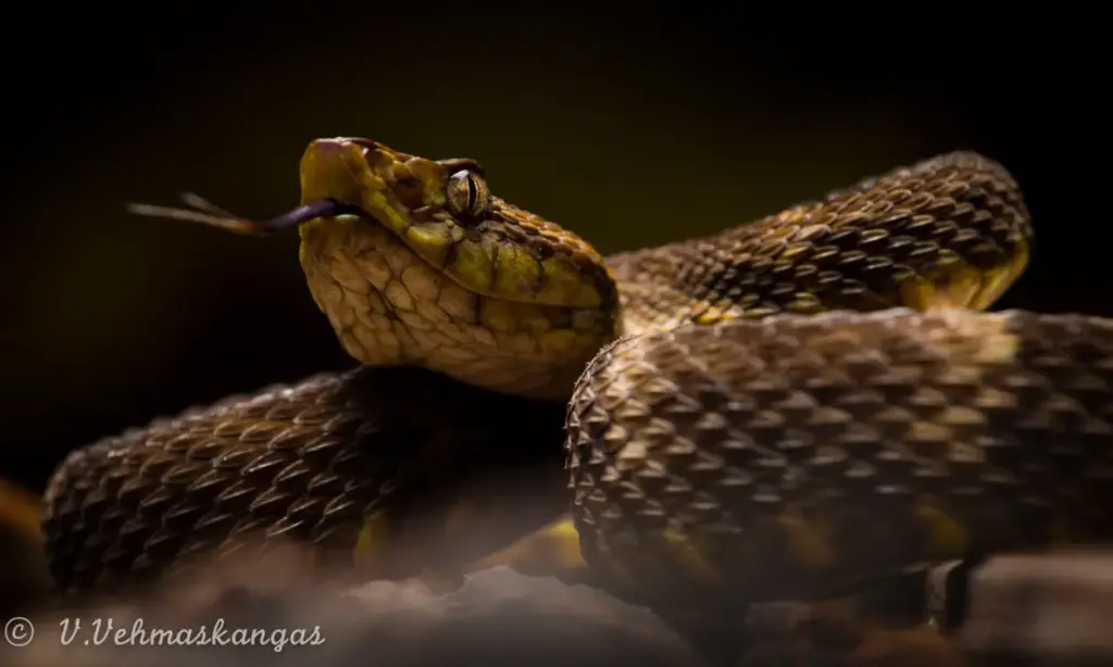 Discovering the Venomous Snakes of the Amazon Rainforest 33 Amazon Fer-de-lance