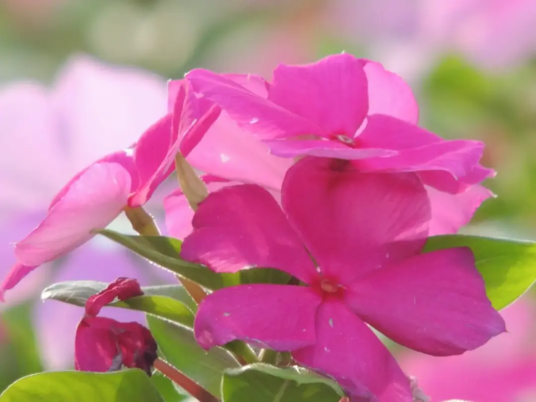 Amazon Medicinal Plants - Rosy periwinkle - Catharanthus roseus
