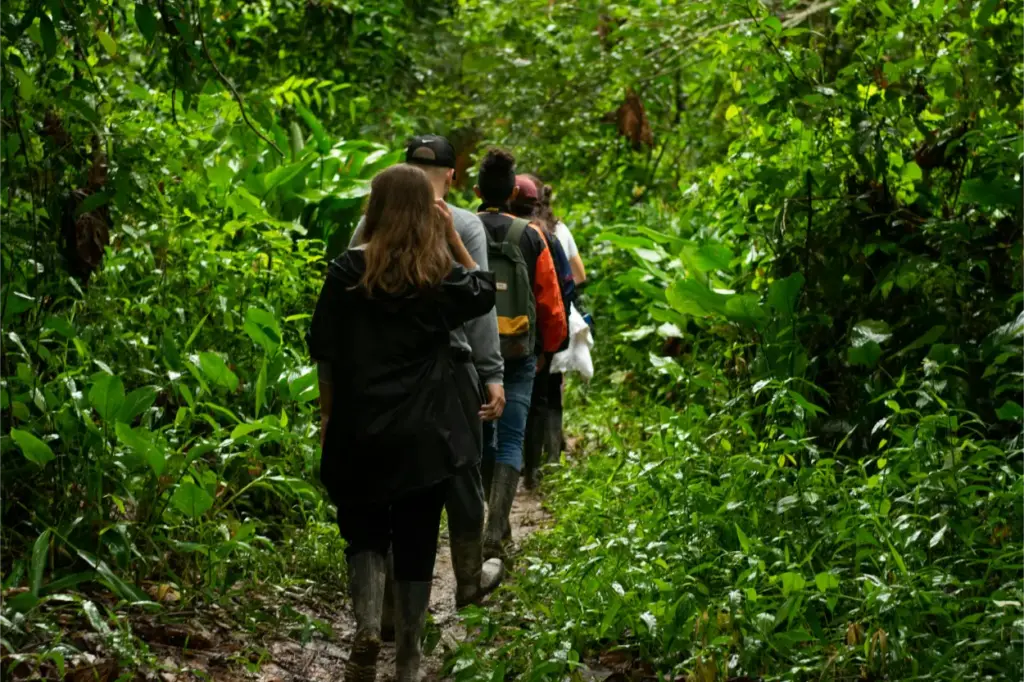 Estaciones de la Selva Amazónica: Explorando el Clima y el Tiempo Únicos 32 Estaciones de la Selva Amazónica caminando bajo la lluvia
