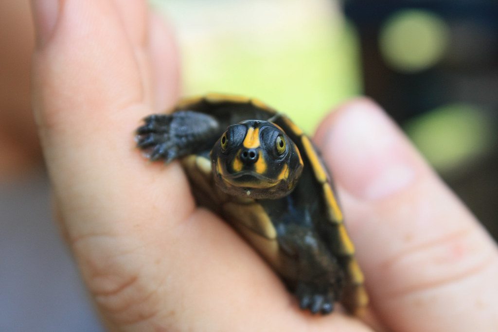 Vanishing Wonders: Discover and Safeguard Endangered Amazon Animals 30 Amazon South American River Turtle (Podocnemis expansa)