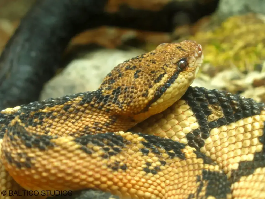 Discovering the Venomous Snakes of the Amazon Rainforest 32 Amazon bushmaster