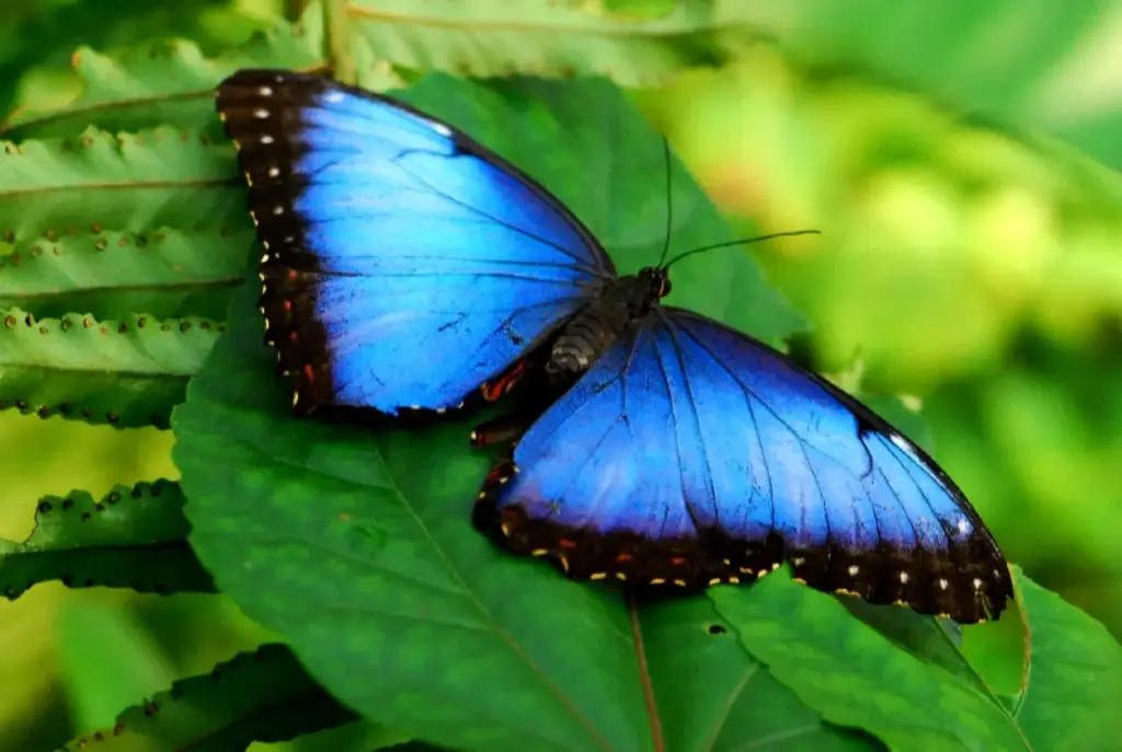 Amazon rainforest butterflies