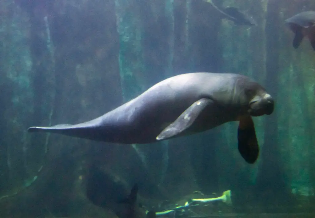 The Giants of the Amazon Rainforest: Discovering the Biggest Animals 35 Amazonian manatee Trichechus inunguis