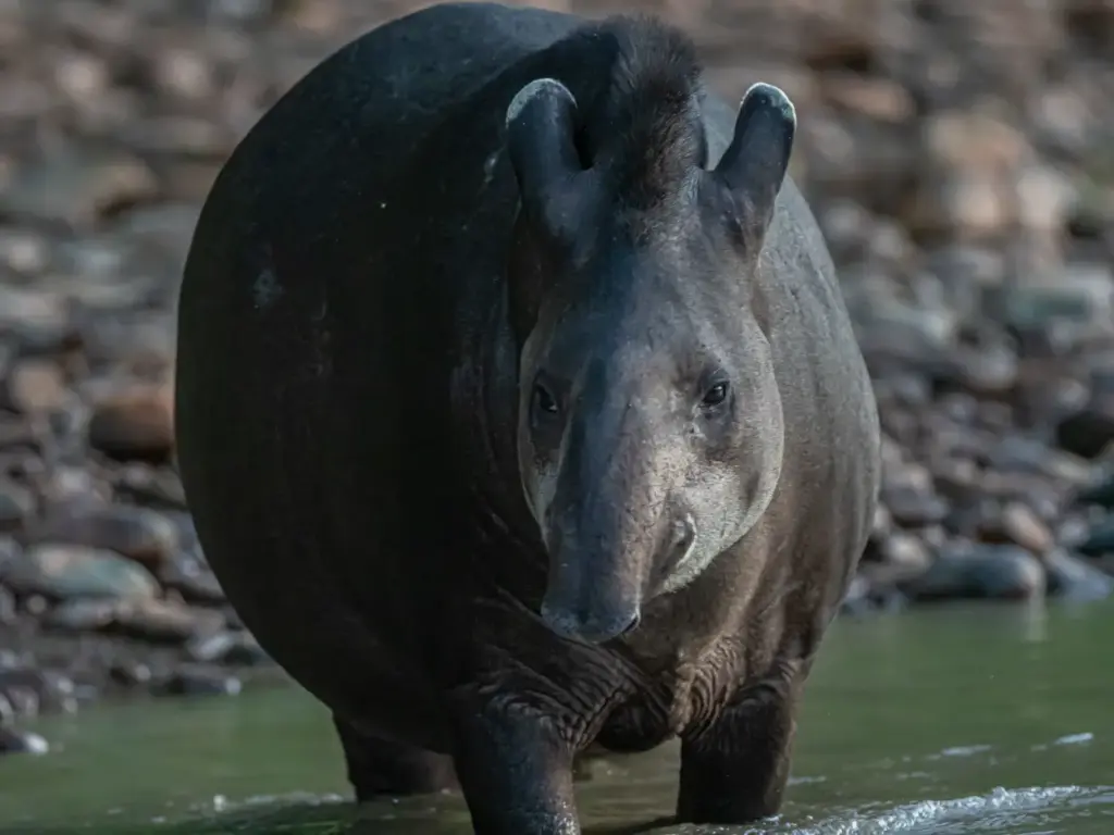 The Giants of the Amazon Rainforest: Discovering the Biggest Animals 32 Brazilian Tapir Amazon