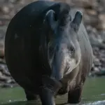 Brazilian Tapir Amazon