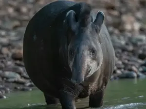 Super Wild Amazon Stay for Photographers – Budget-Friendly & Epic 5D 2 Brazilian Tapir Amazon