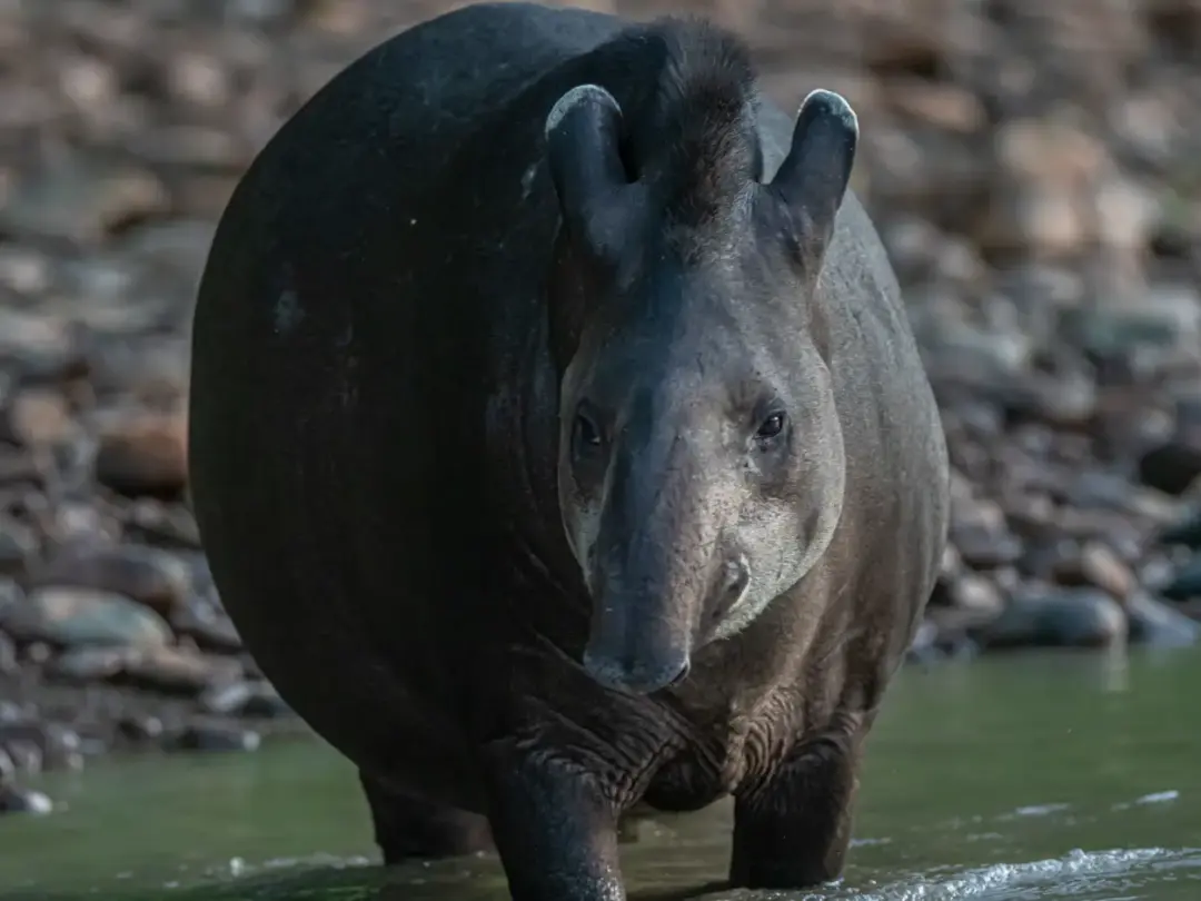 Brazilian Tapir Amazon