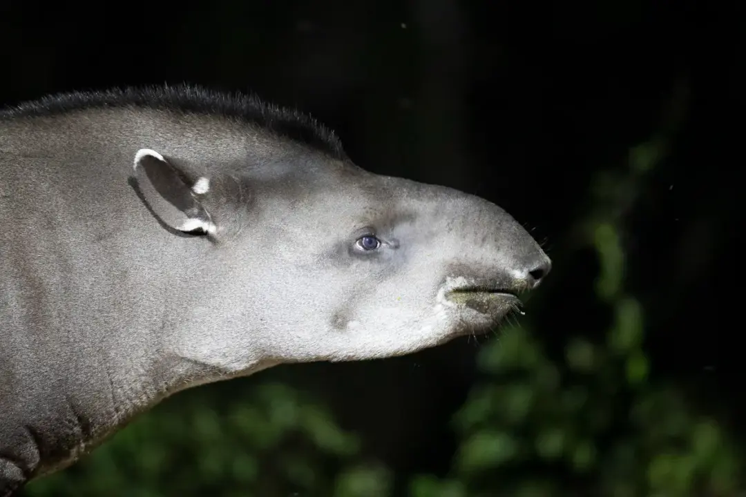Brazilian Tapir