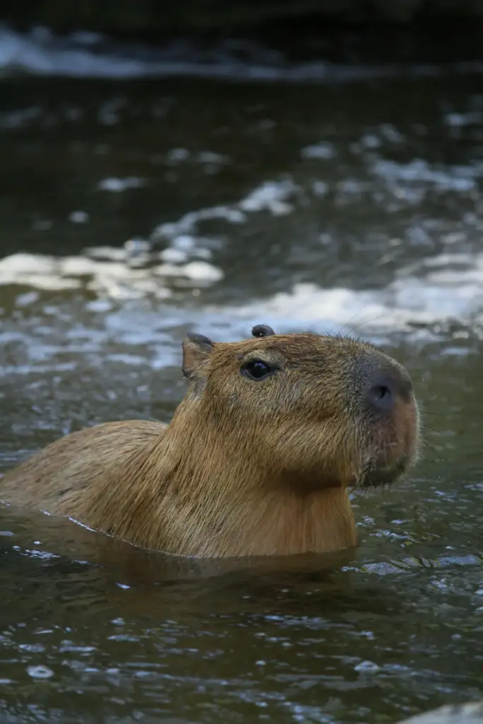 Discovering the Incredible Mammals of the Tambopata Reserve 30 Capybara Hydrochoerus hydrochaeris