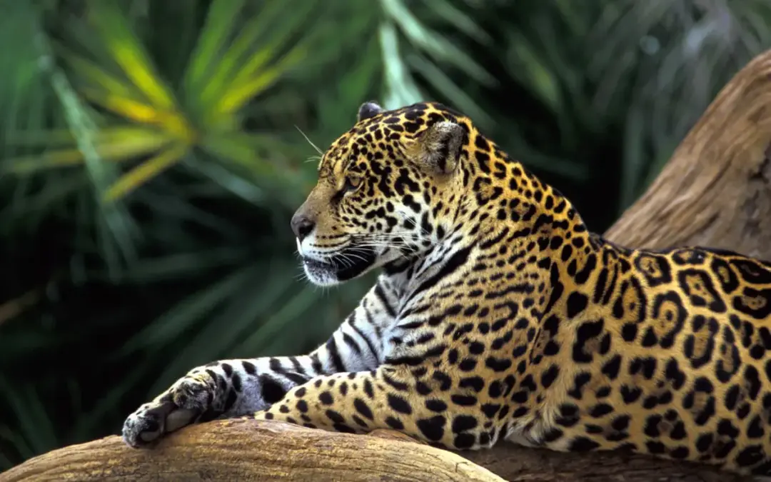 Endangered Amazon Animals Jaguar