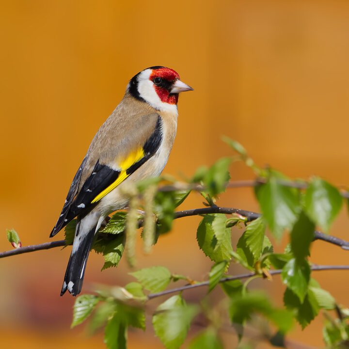 When to Birdwatch in Peru: A Month-by-Month Guide to the Ultimate Birding Experience 🦜 18 Female Goldfinch bird watching peru