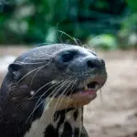 Giant River Otter Pteronura brasiliensis