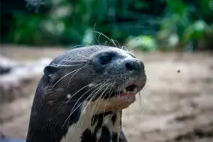 Super Wild Amazon Stay for Photographers – Budget-Friendly & Epic 5D 25 Giant River Otter Pteronura brasiliensis