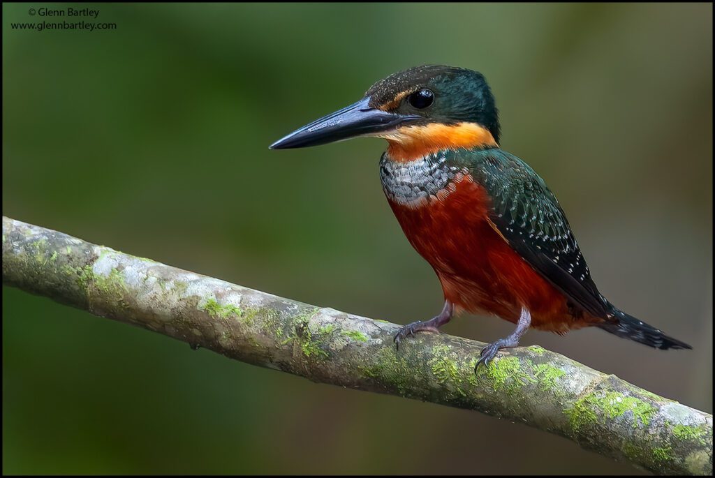 When to Birdwatch in Peru: A Month-by-Month Guide to the Ultimate Birding Experience 🦜 19 Green-and-Rufous Kingfisher