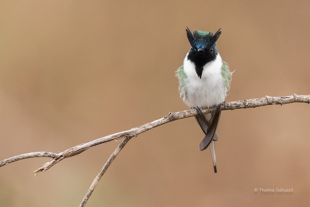 Horned Sungem (male)