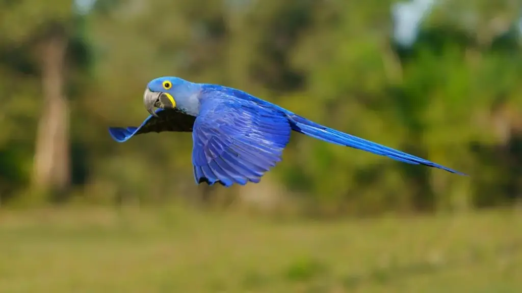 Vanishing Wonders: Discover and Safeguard Endangered Amazon Animals 29 Hyacinth Macaw (Anodorhynchus hyacinthinus) Endangered Amazon Animals