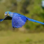 Hyacinth Macaw (Anodorhynchus hyacinthinus) Endangered Amazon Animals