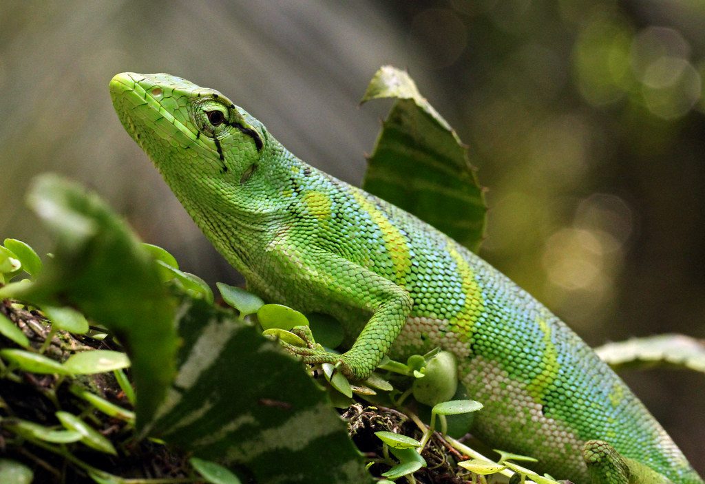 Monkey Lizard Polychrus marmoratus