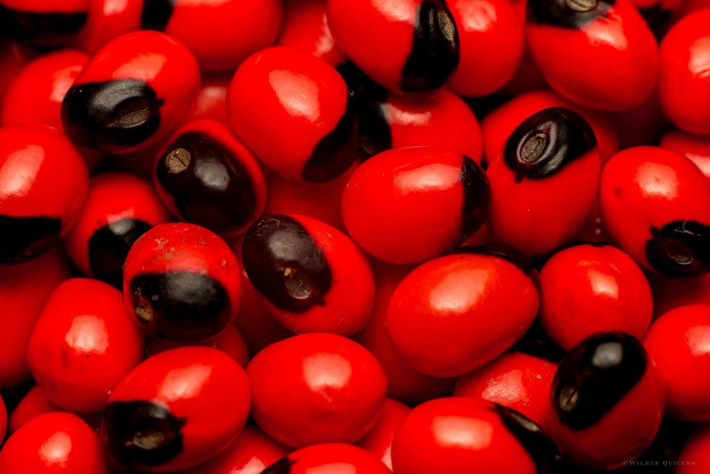 ORMOSIA huayruro seeds meaning