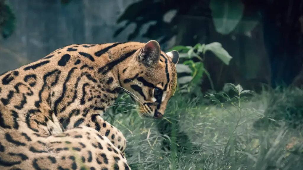 Ocelots Leopardus pardalis