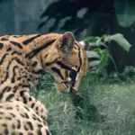 Ocelots Leopardus pardalis