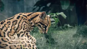 Super Wild Amazon Stay for Photographers – Budget-Friendly & Epic 5D 26 Ocelots Leopardus pardalis